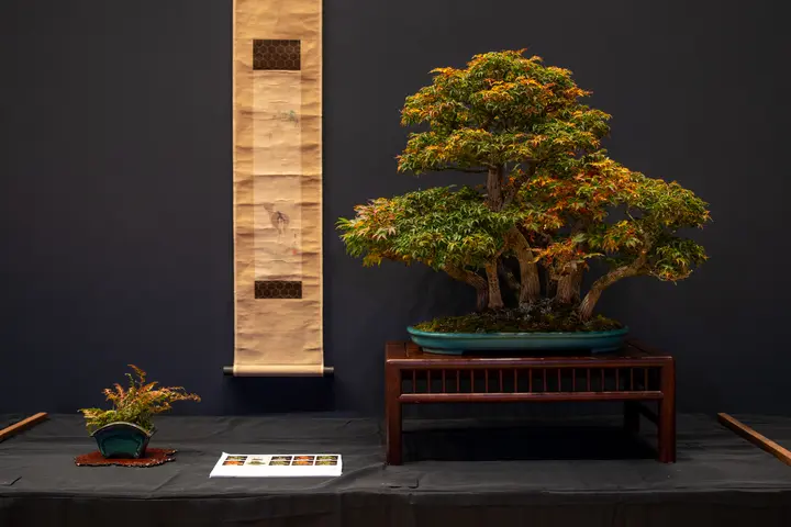 Japanese Maple bonsai display owned by William Valavanis