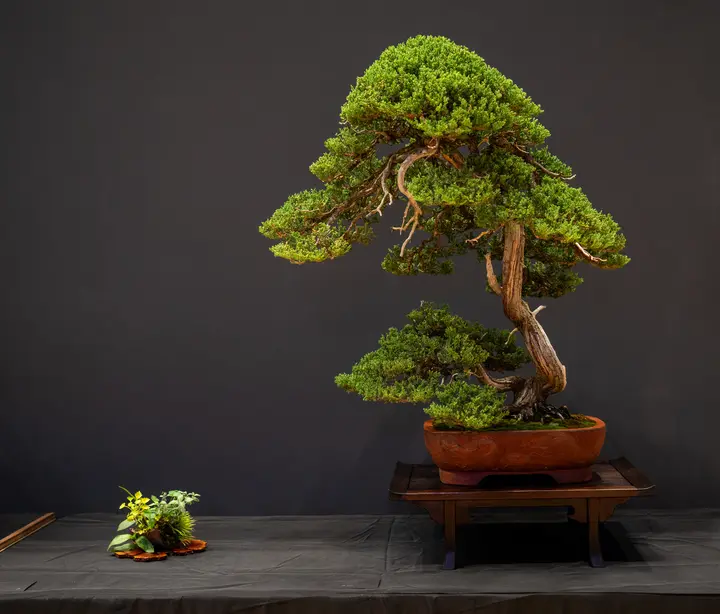 Procumbens Juniper bonsai display owned by Julian Tsai