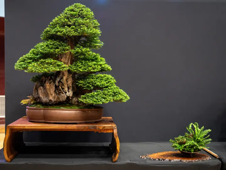 Coast Redwood bonsai display owned by Jeremiah Lee