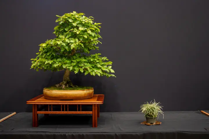 European Beech bonsai display owned by Sue Heise