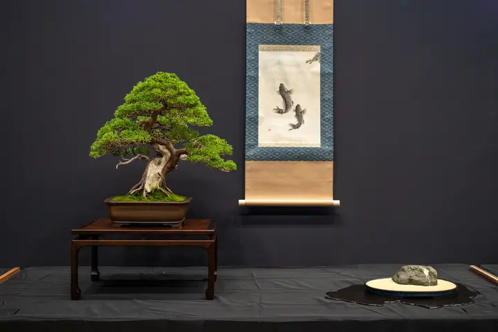 Kishu Juniper bonsai display owned by Fred Miyahara