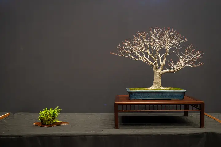 Red Maple bonsai display owned by Michael Hagedorn