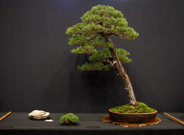 Monterey Cypress bonsai display owned by George Haas