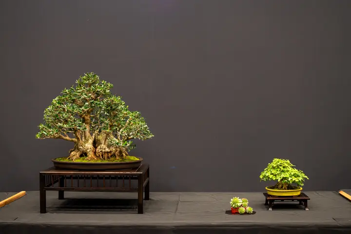 Olive bonsai display owned by Janice Dilbeck