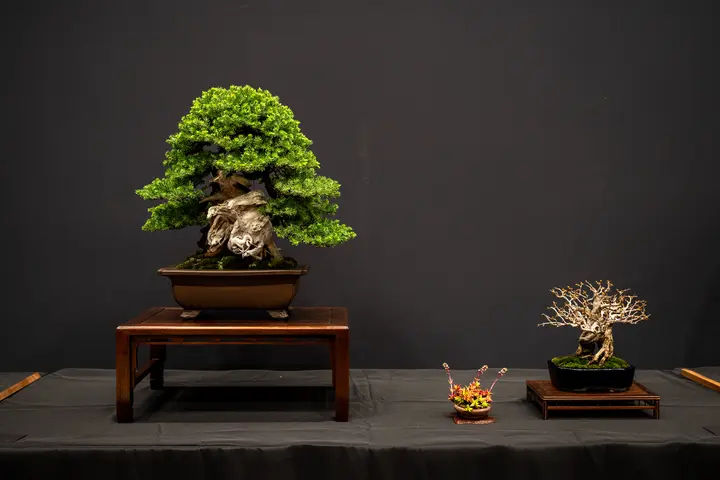 Shore Juniper bonsai display owned by Rick Trumm
