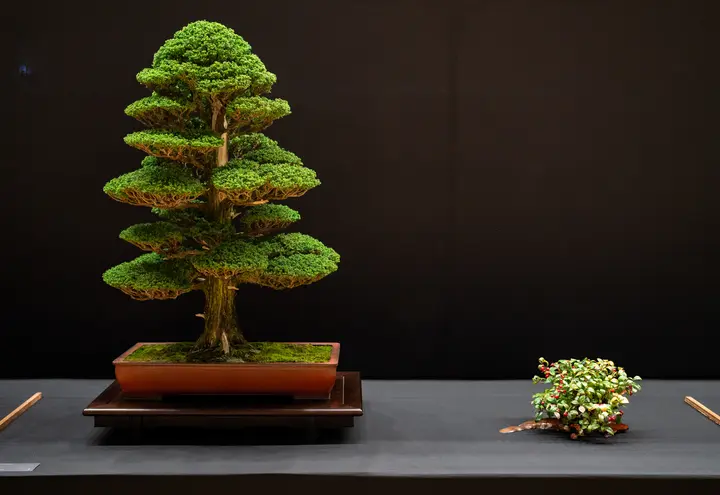 Japanese Cedar bonsai display owned by Anonymous