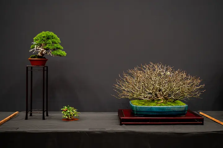 White Chojubai Quince, Shimpaku Juniper bonsai display owned by Andrew Robson