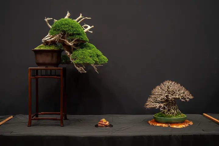 Cork Elm, Kishu Juniper bonsai display owned by Jeffrey Stern