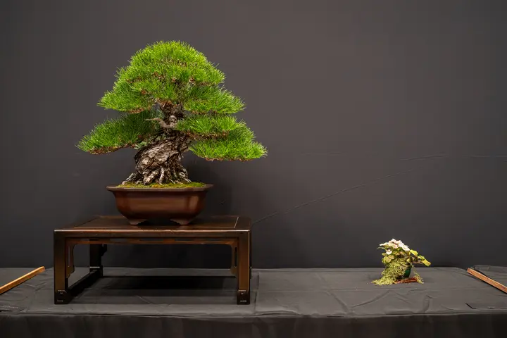Trident Maple, Japanese Black Pine bonsai display owned by Alexi Goranov
