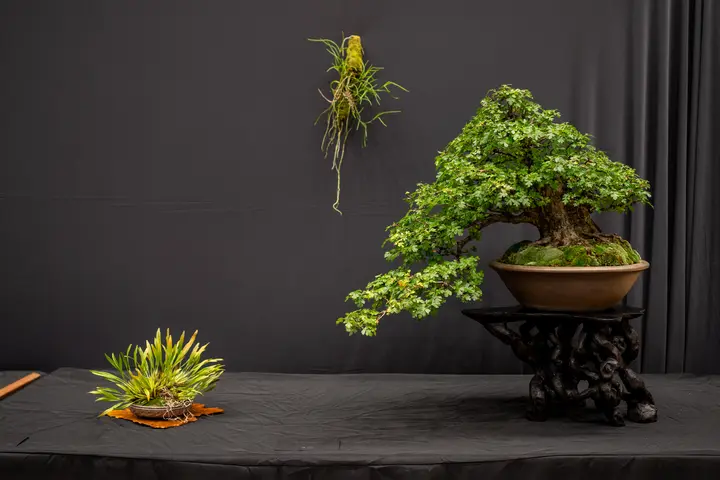 Hawthorne bonsai display owned by Greg McDonald
