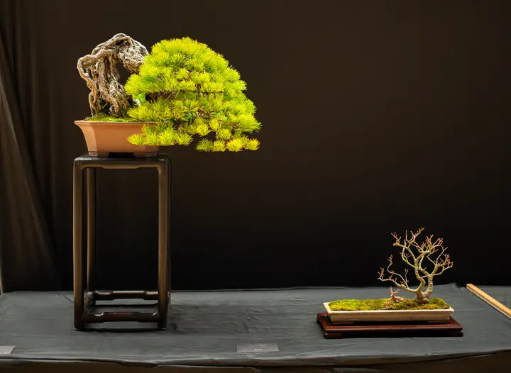 Japanese White Pine, Japanese Maple bonsai display owned by Doug Bradley and Linda Breeden