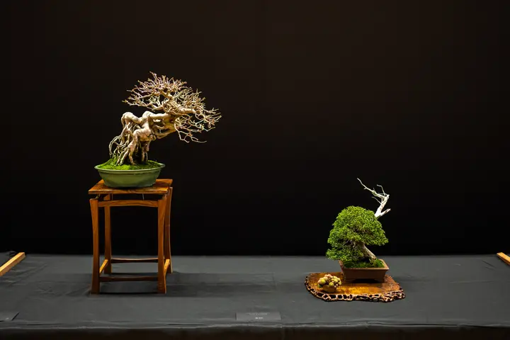 Trident Maple, Shimpaku Juniper bonsai display owned by Eric Schrader