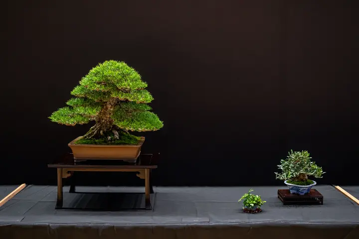 Japanese Black Pine bonsai display owned by Jonas Dupuich