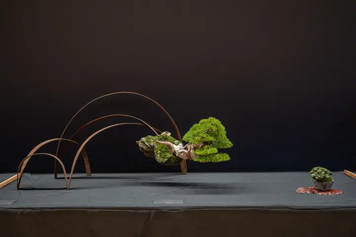 Itoigawa Juniper bonsai display owned by Michael Hagedorn