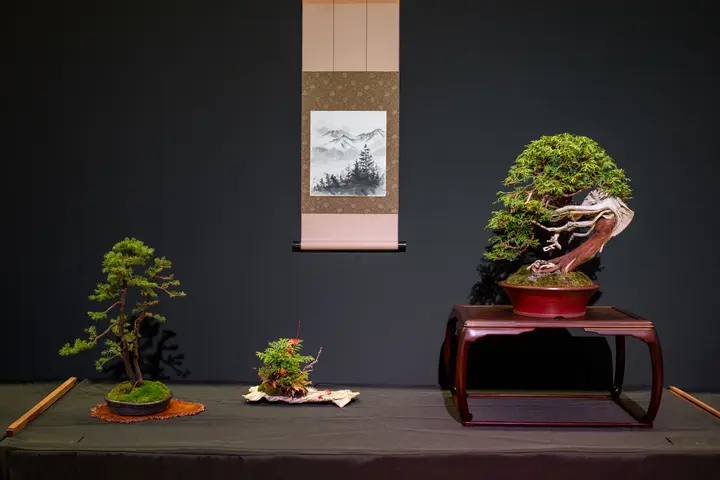 Eastern White Cedar, Red Spruce bonsai display owned by Mark Arpag
