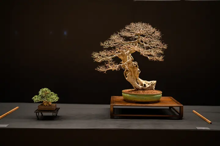 Chinese Elm bonsai display owned by Craig Thompson
