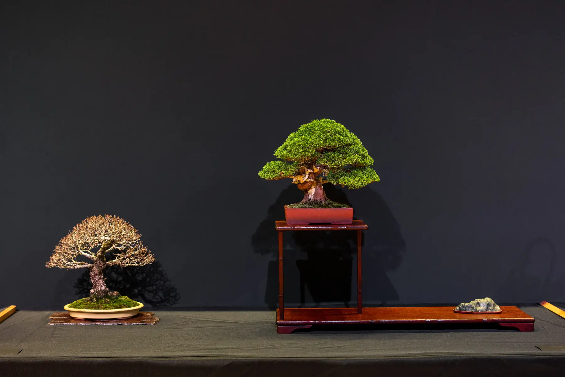 Itoigawa Juniper, Seiju Elm bonsai display by Tony Henninger & Ron Koh
