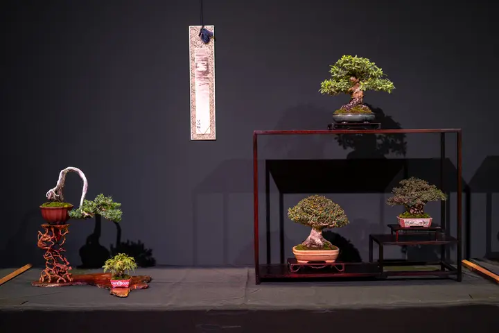 Pyracantha, Yaupon Holly, Seiju Elm, Shore Juniper bonsai display owned by John Doig