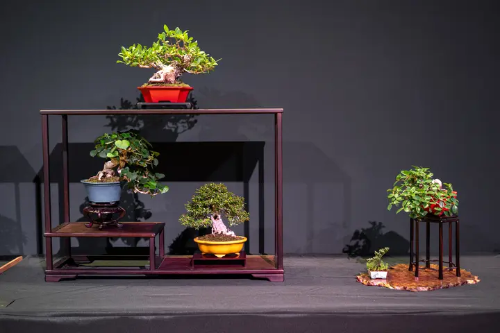 Buttonwood, Sea Hibiscus, Neea, Ficus bonsai display owned by Jay Nolen