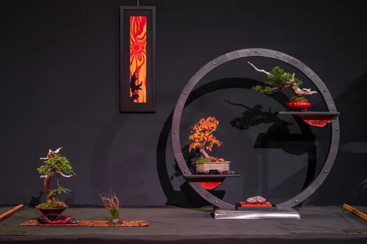 American Yew, Elm, Eastern White Cedar bonsai display owned by Mark Arpag