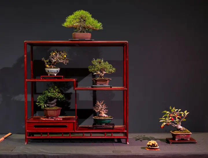 Japanese Black Pine, Shimpaku Juniper, Persimmon, Trident Maple, Crabapple, Satsuki Azalea bonsai display owned by Janet Nelson