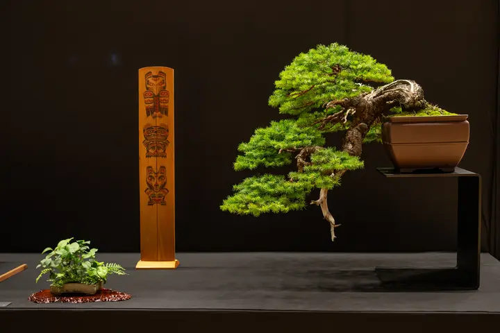 Coast Douglas Fir bonsai display owned by Scott Elser
