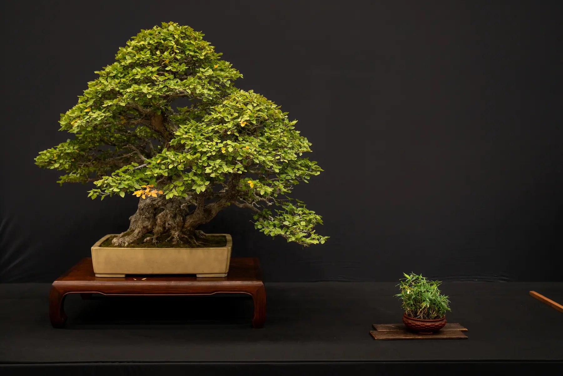 Korean Hornbeam bonsai display by Lindsay Shiba